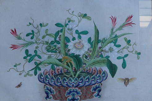 Late 19th / early 20th century, Chinese School, watercolour, Still life of flowers and insects, 36 x 51cm. Condition - fair, discolouration and foxing